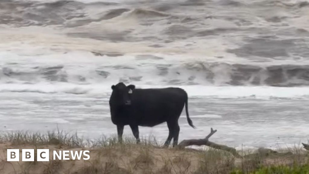 Australia Floods: Cattle Washed Ashore Amidst Widespread Flooding