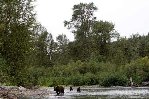 Grizzly Bear Attack in Canada Seriously Injures 3 Children from School Group