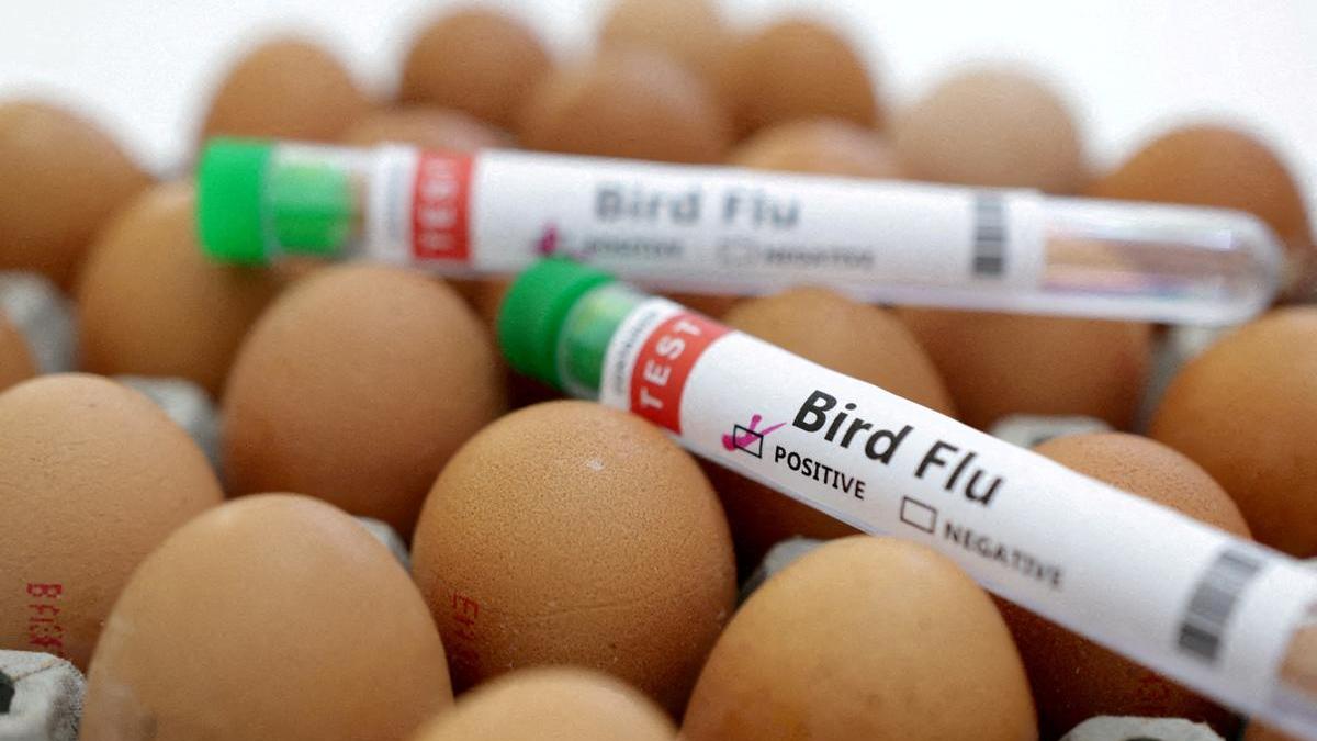 First US Death Reported from Rare H5N5 Bird Flu in Washington State: A Public Health Alert