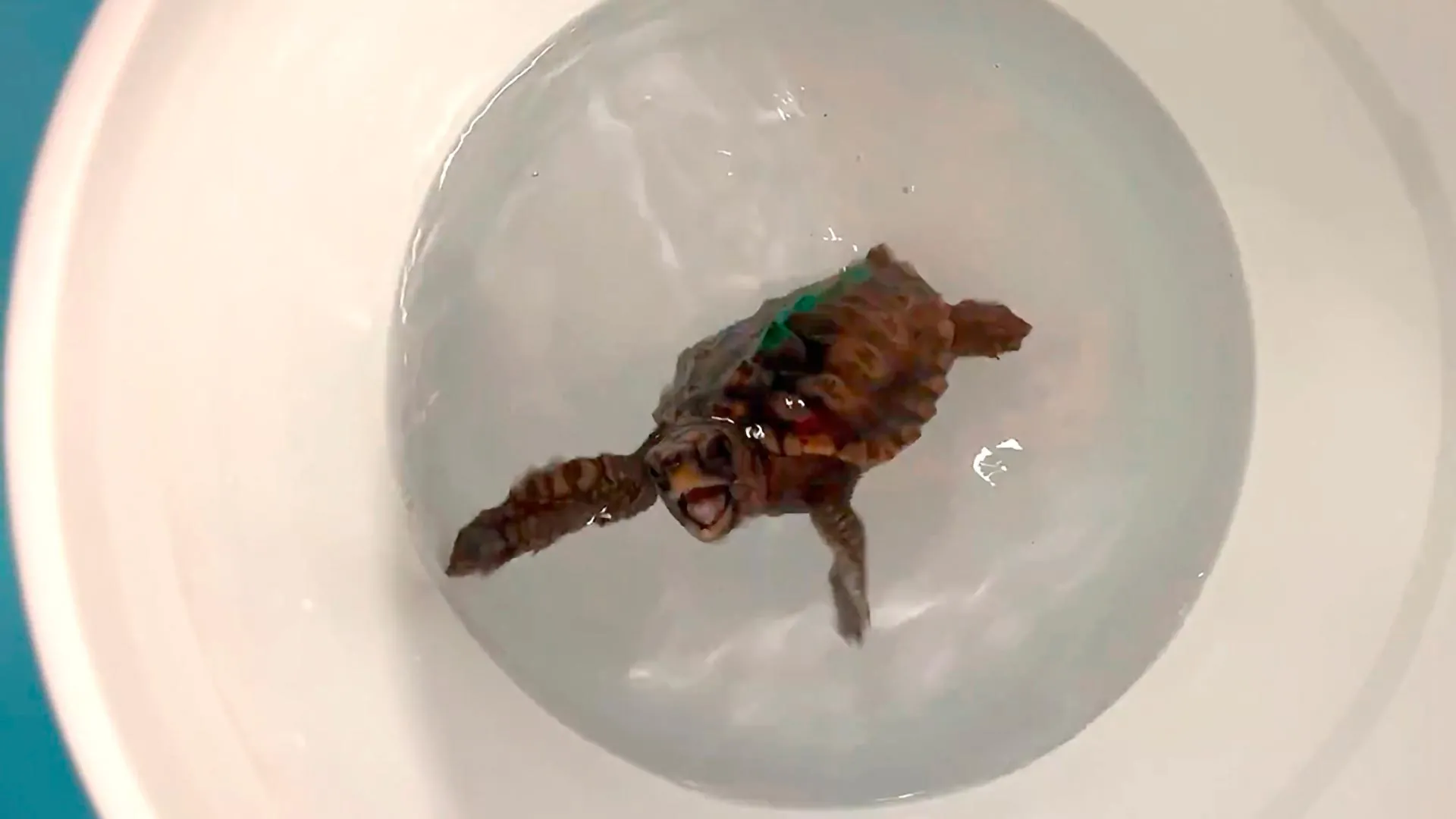 Scientists Uncover How Baby Sea Turtles Navigate Thousands of Miles Using a Hidden Magnetic Sense for Epic Migrations