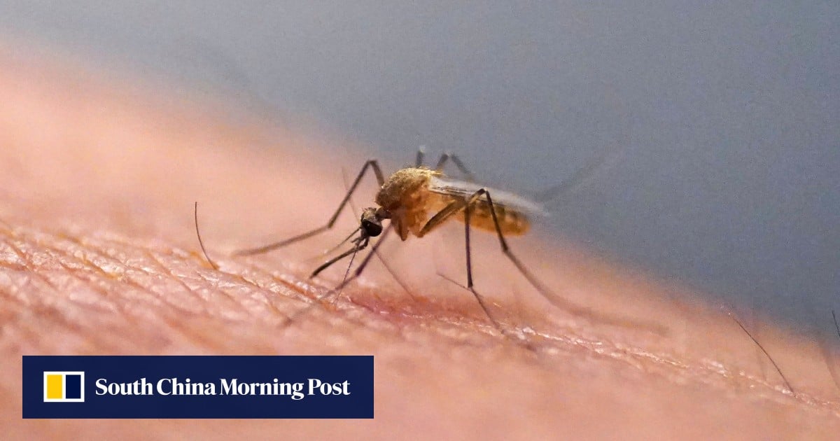 Chikungunya Cases Rise to 70 in Hong Kong: Two New Imported Infections Confirmed After Mainland China Travel