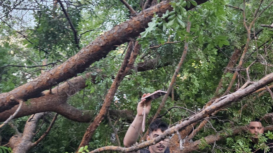Tree Falls at Diablo Valley College Graduation, Multiple Injuries Reported