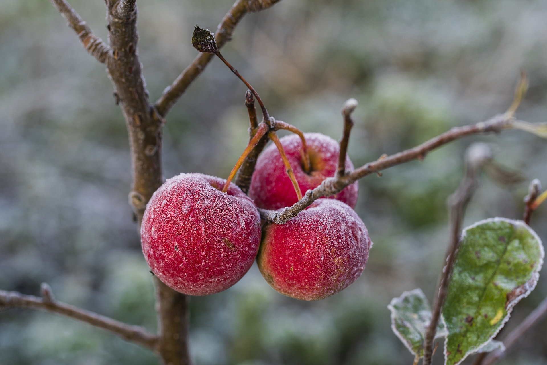 Farmers Devastated by Unprecedented Crop Loss Due to Freeze