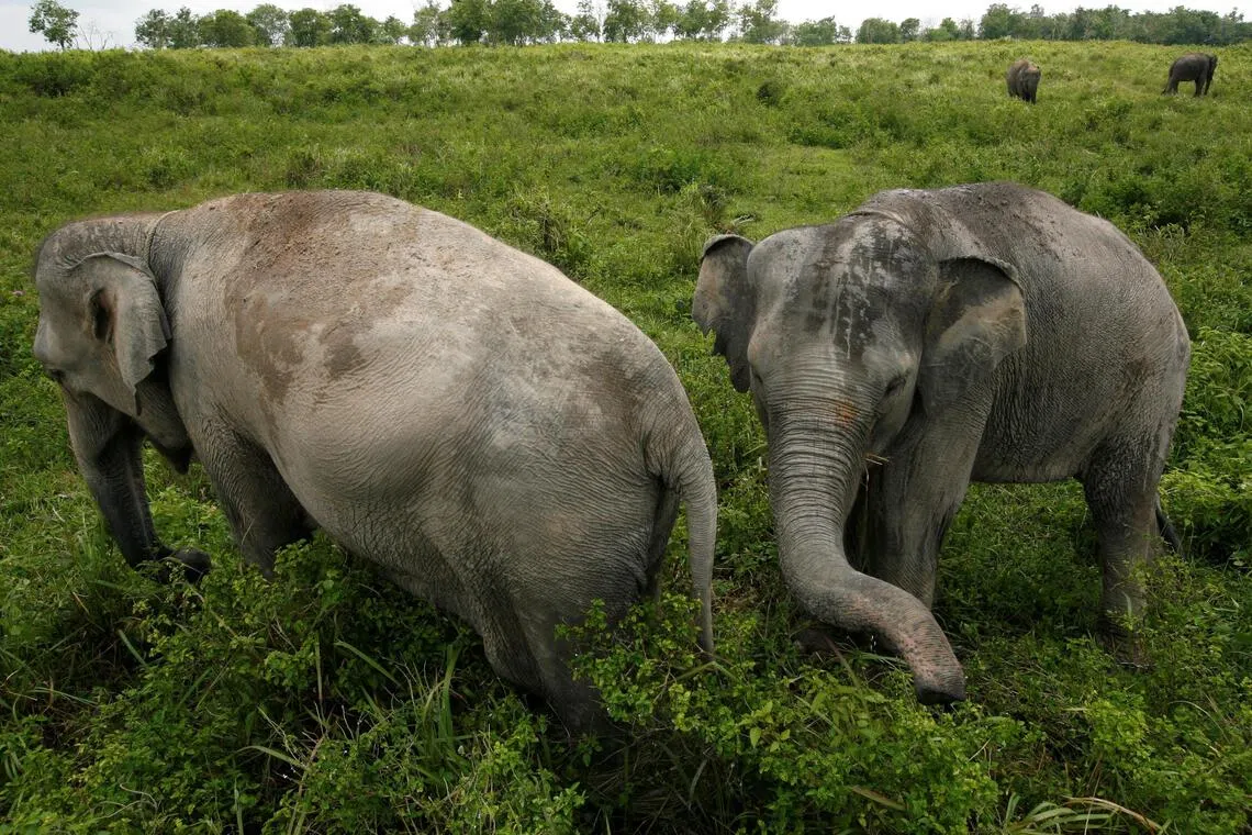 Indonesia Reinforces Tesso Nilo National Park Patrols After Attacks Amid Illegal Palm Oil Crackdown & Sumatran Elephant Threat