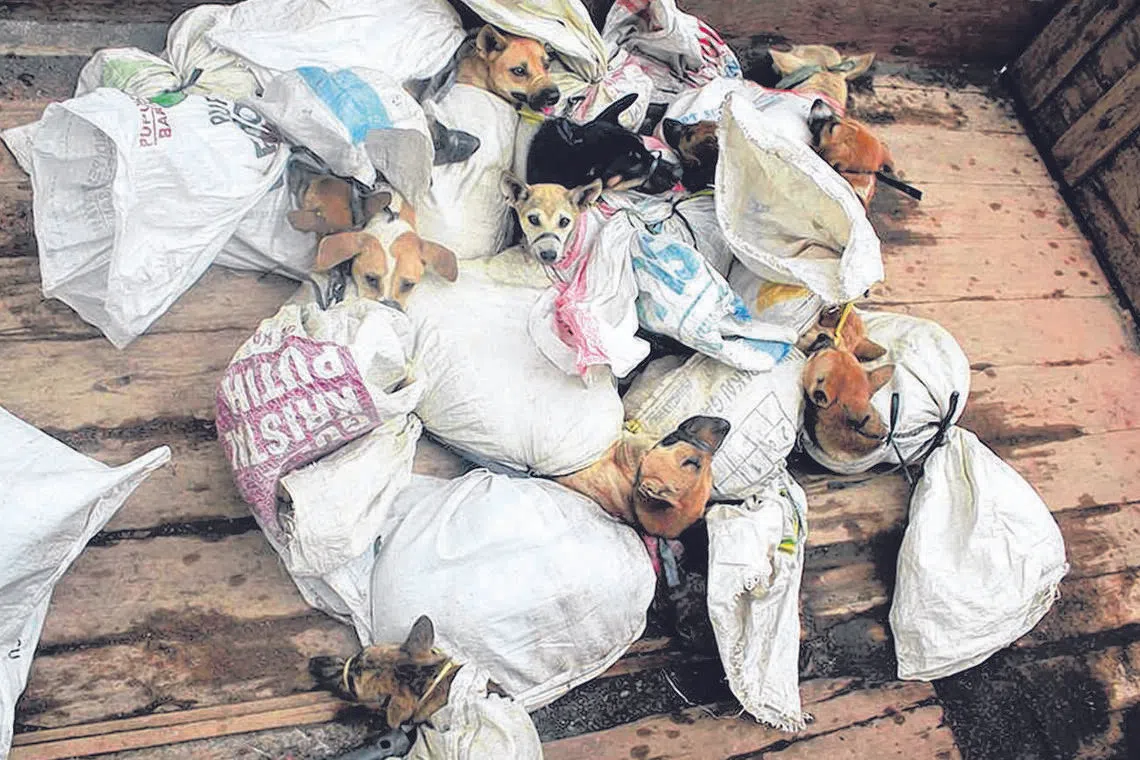 Jakarta Enforces Landmark Ban on Dog, Cat, & Bat Meat Sales to Curb Rabies & Boost Animal Welfare