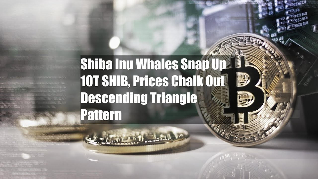 Shiba Inu Whales Accumulate 10 Trillion SHIB Tokens Amid Price Dip