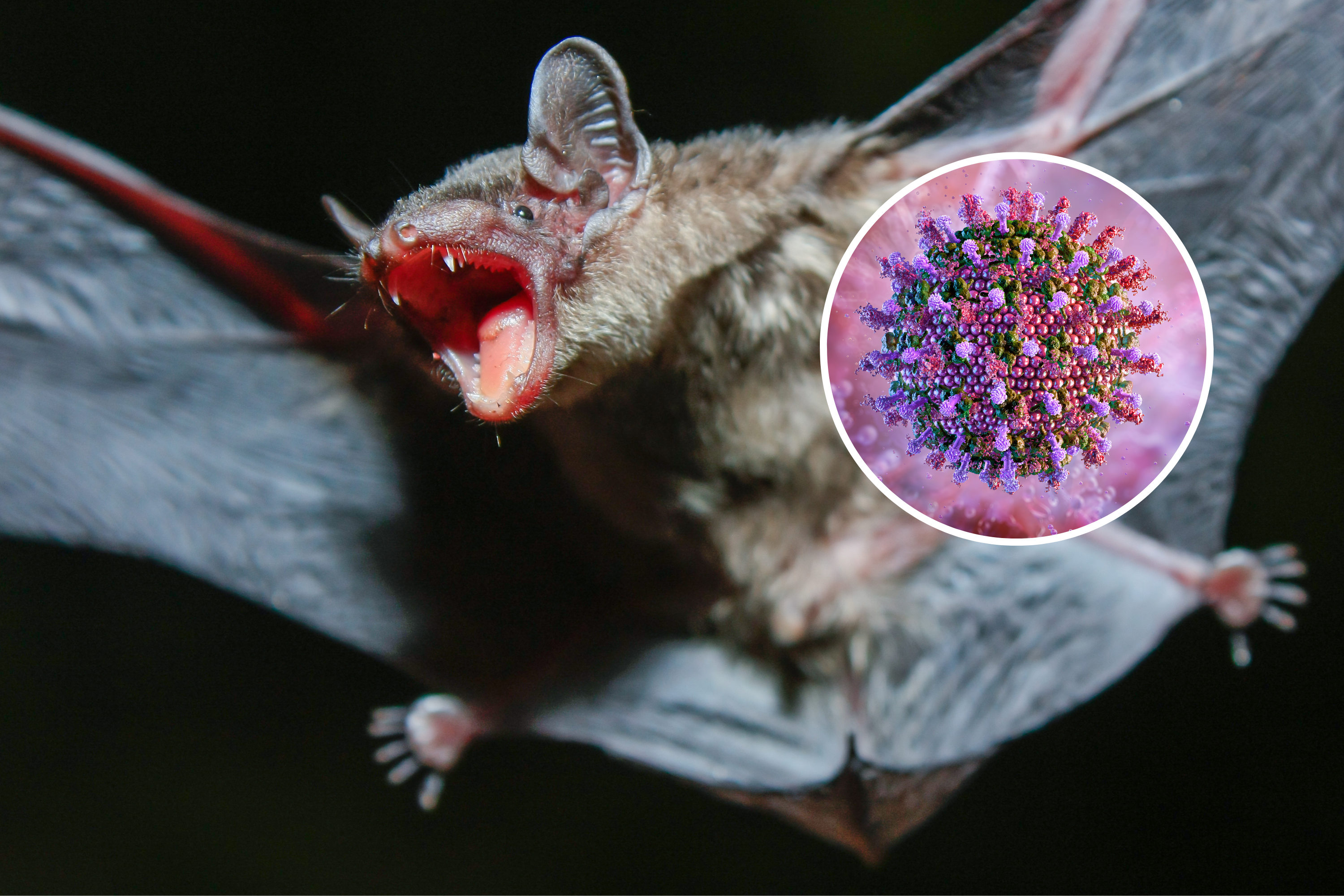 New Bat Viruses Discovered in China, Related to Nipah and Hendra