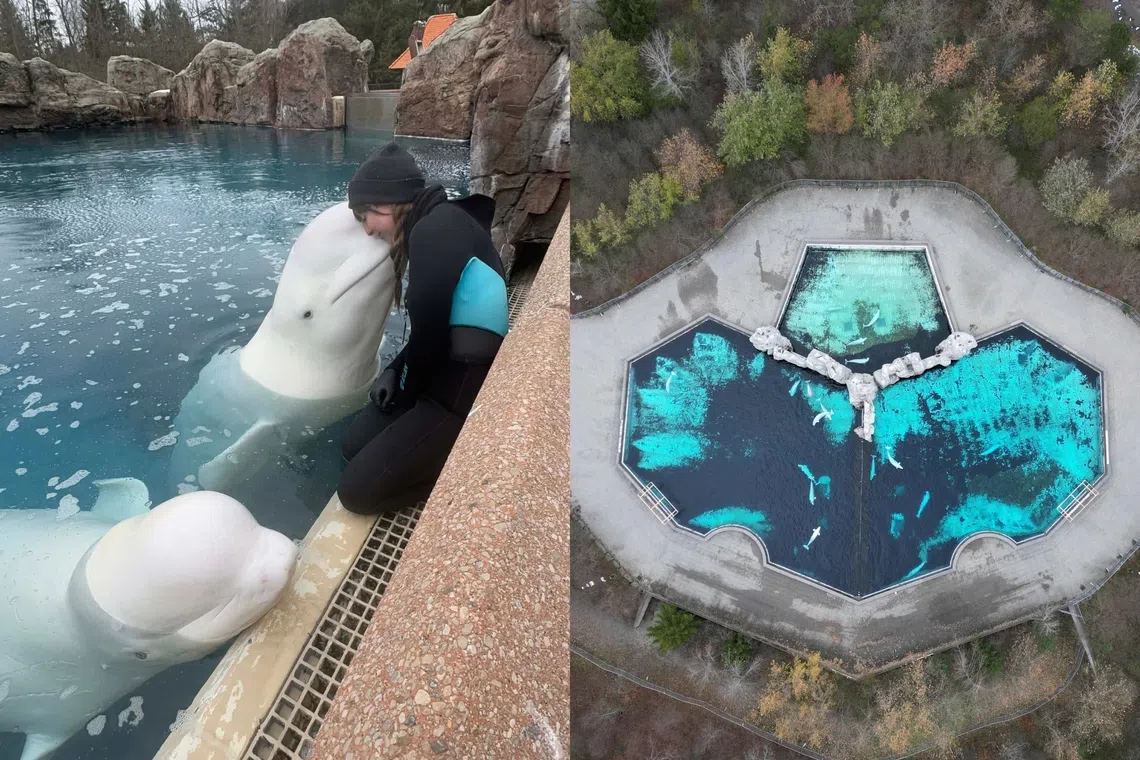 Canada's Marineland Belugas Face Euthanasia Threat Amid Bankruptcy & Export Block: An Uncertain Future for 30 Whales