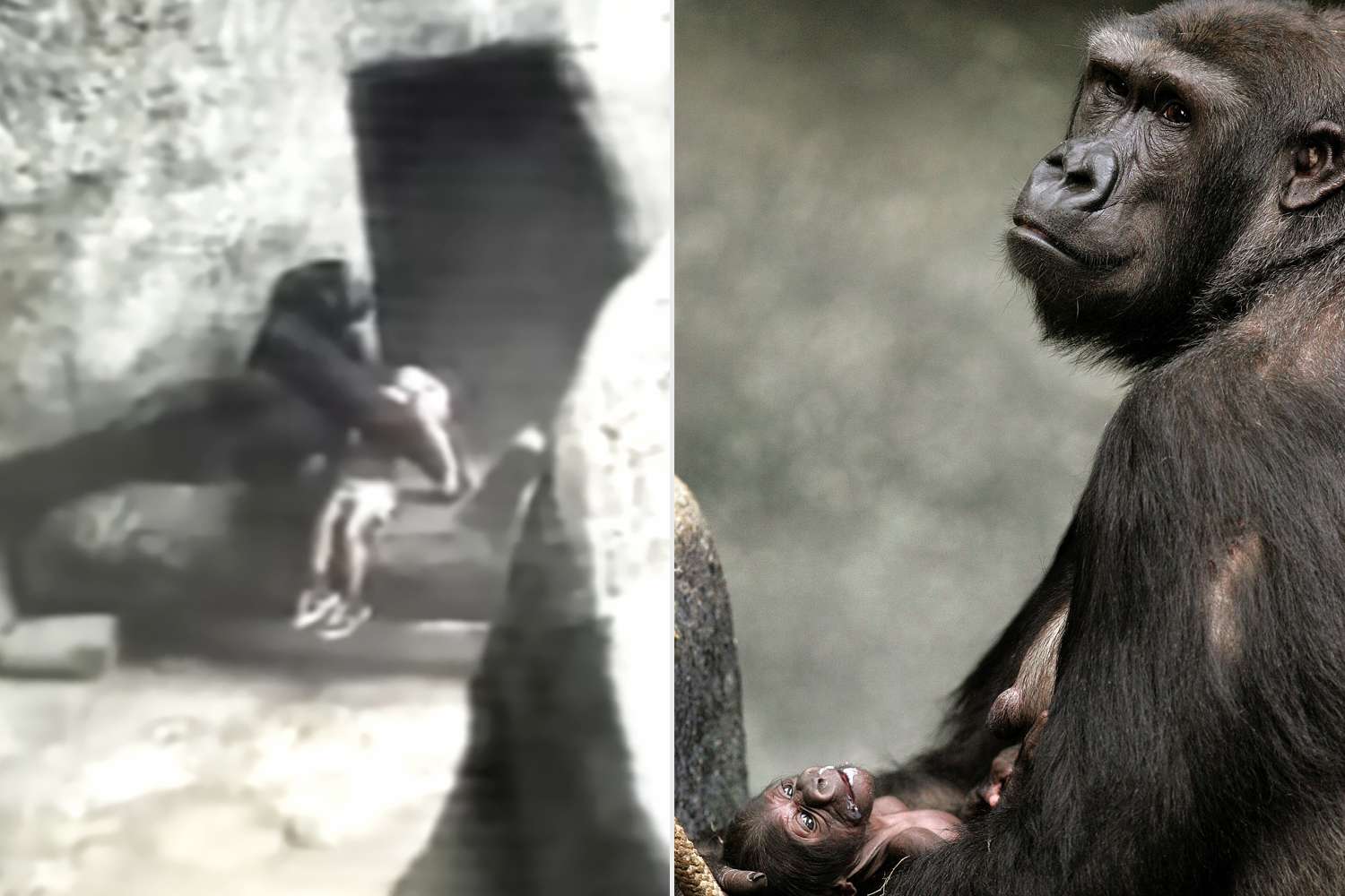 Gorilla Rescues 3-Year-Old Boy After Zoo Fall: A Mother's Instinct
