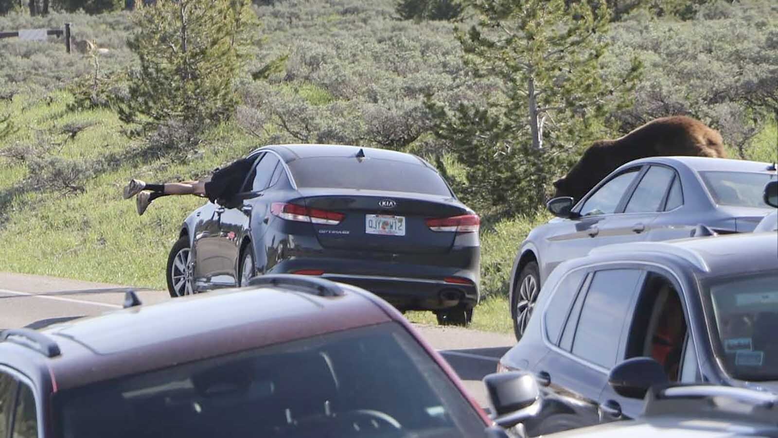 Tourist Escapes Grizzly Bear in Grand Teton National Park