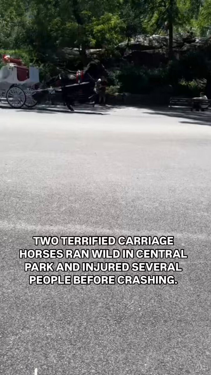 Runaway Horses Cause Chaos in Central Park, Injuring Multiple People