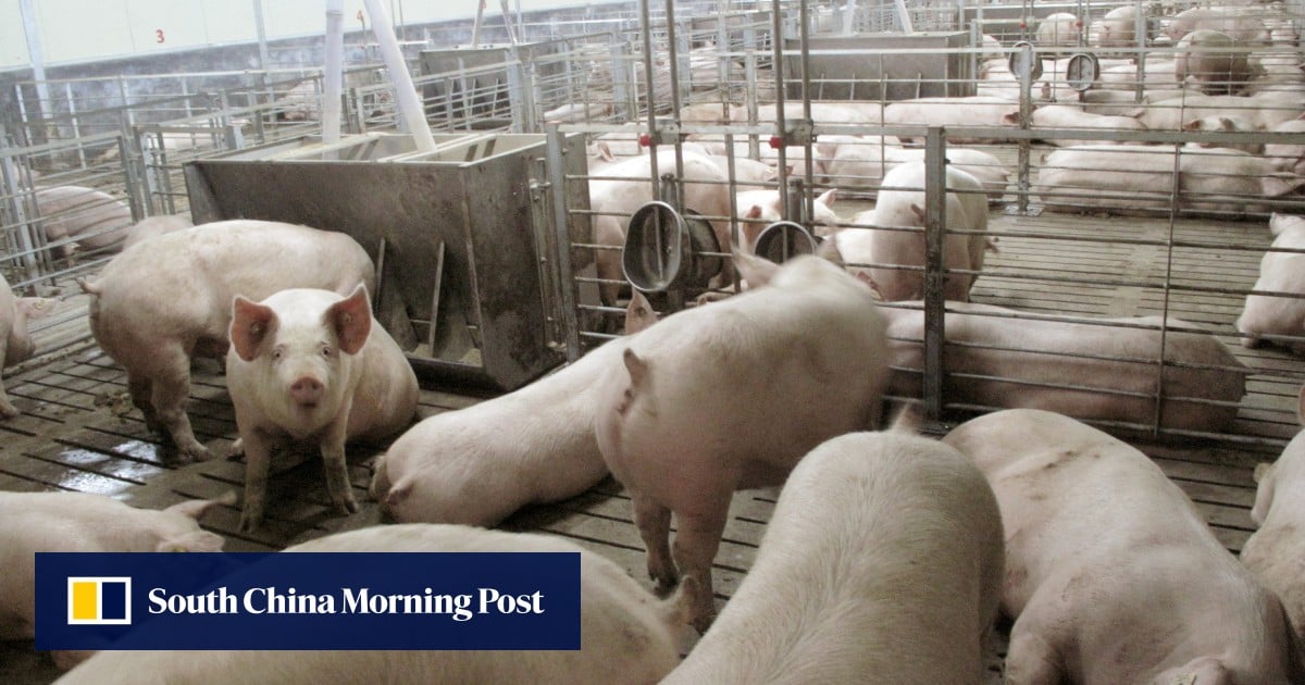 Spain Halts Pork Exports to China After First African Swine Flu Cases in 30 Years Near Barcelona | EU's Top Producer Faces Trade Impact