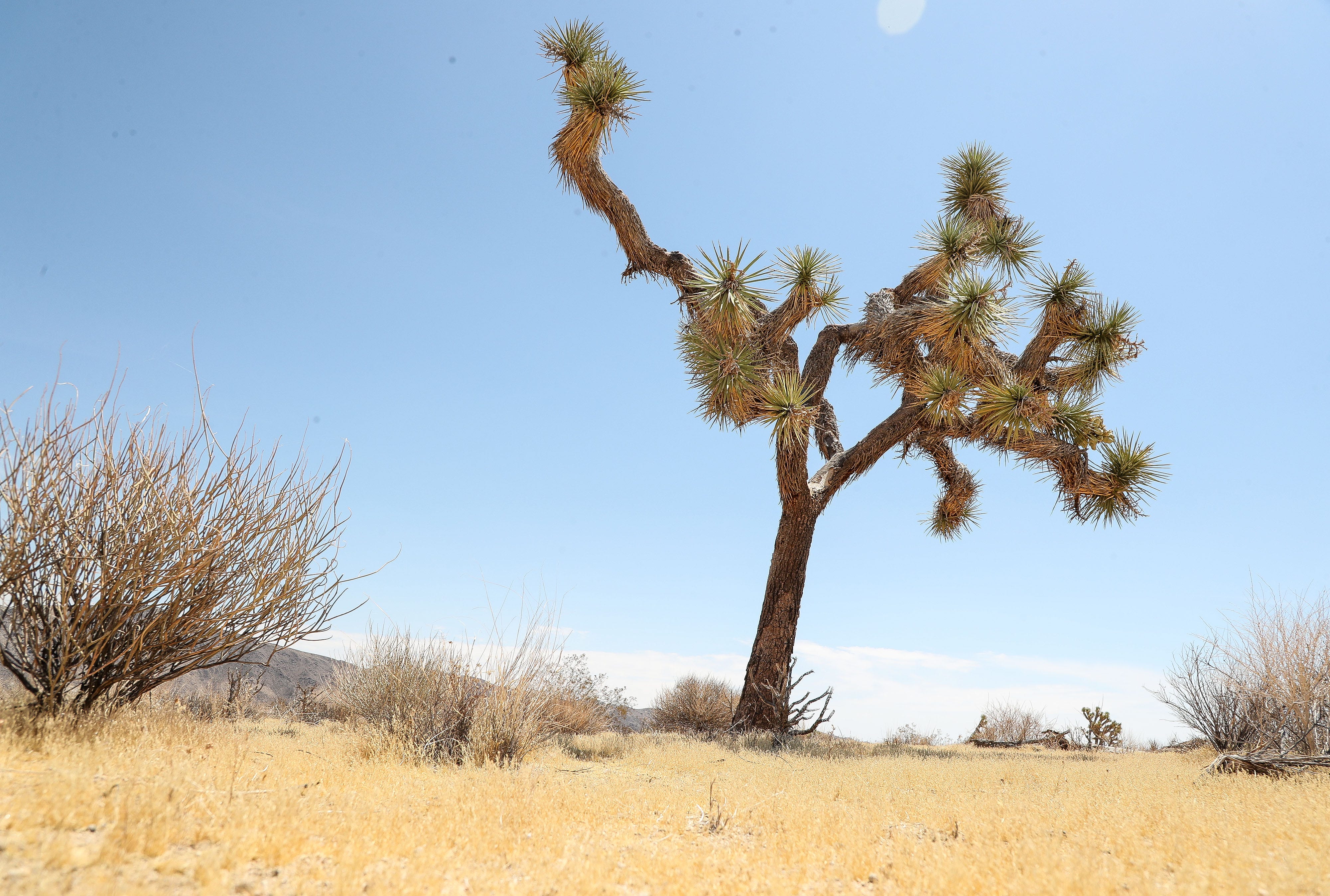 Joshua Tree National Park Fire: Eureka Blaze Spreads, 0% Contained