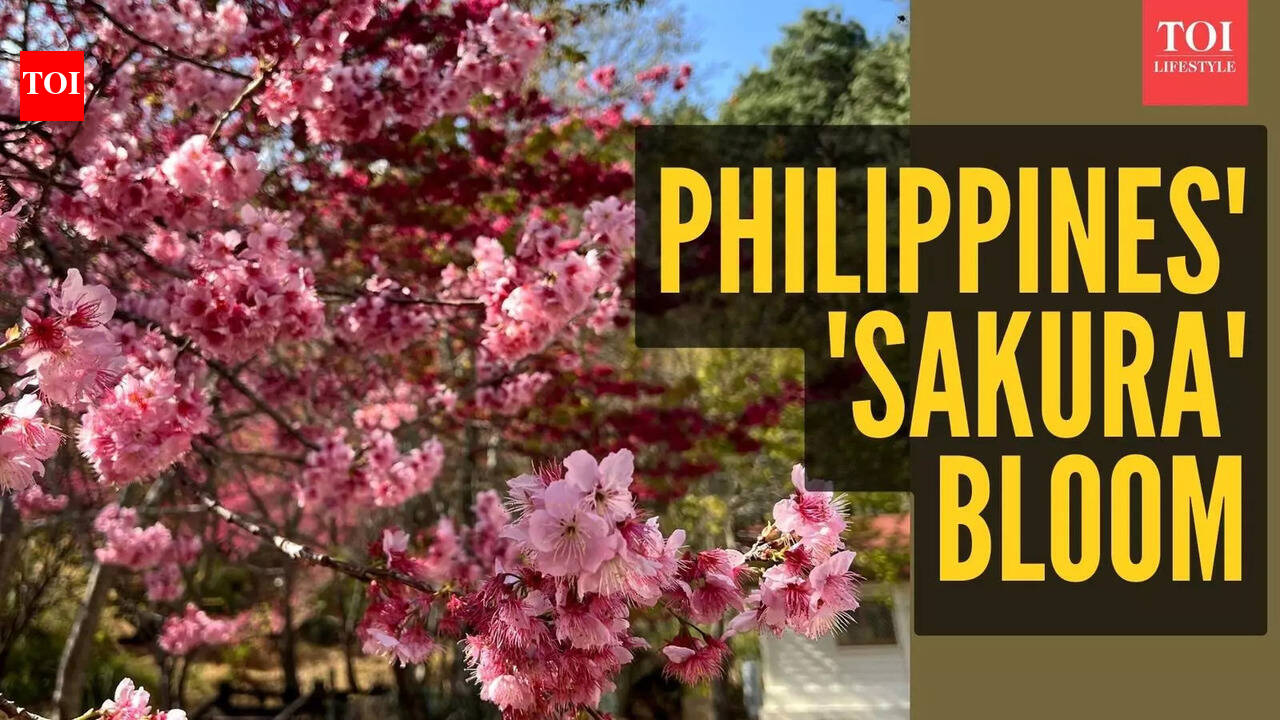 Rare Cherry Blossoms Bloom in Philippines: Baguio Country Club Sees Sakura after 7 Years