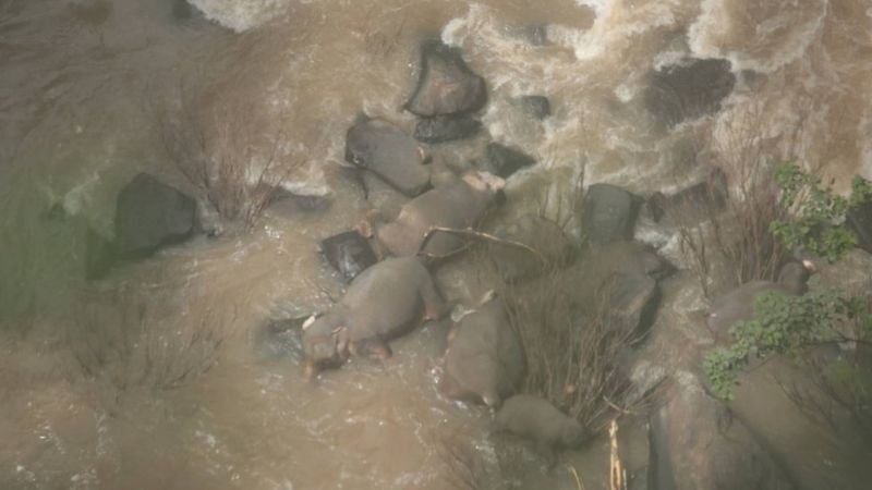 Tourist Trampled by Wild Elephant in Thailand