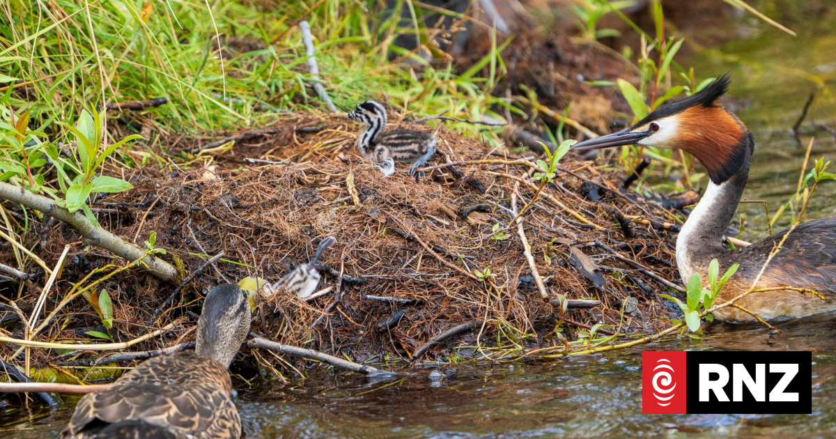 Ducks Euthanised After Killing Native Pūteketeke Chicks