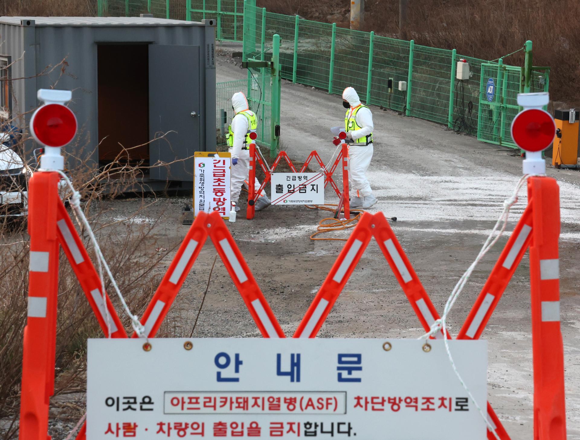 Korea reports 8th African swine fever case