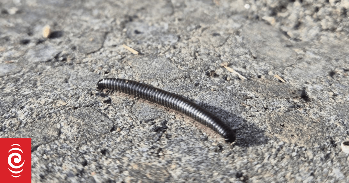 Parasitic Worms vs Invasive Millipedes in Wellington
