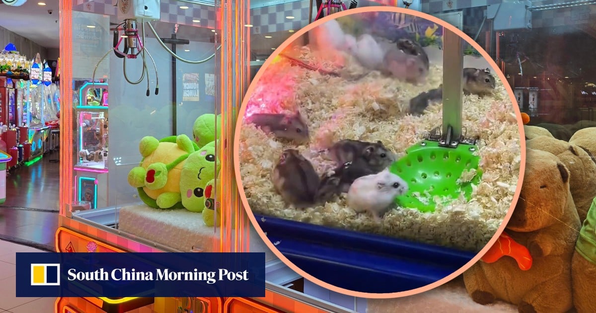 China game shop slammed for using live hamsters in claw machine