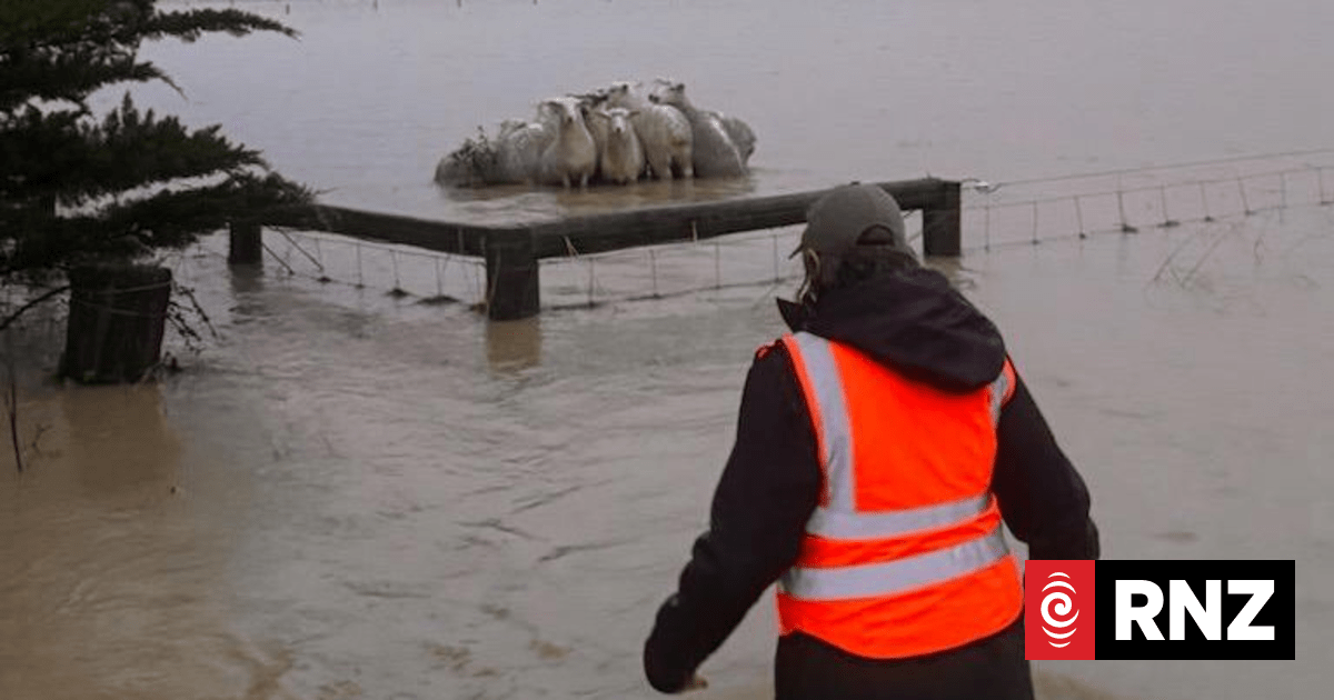 Farmer rescues stranded sheep after heavy rain on Banks Peninsula