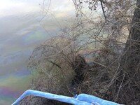 Potomac Sewage Spill Causes Ecological Disaster and Political Fight