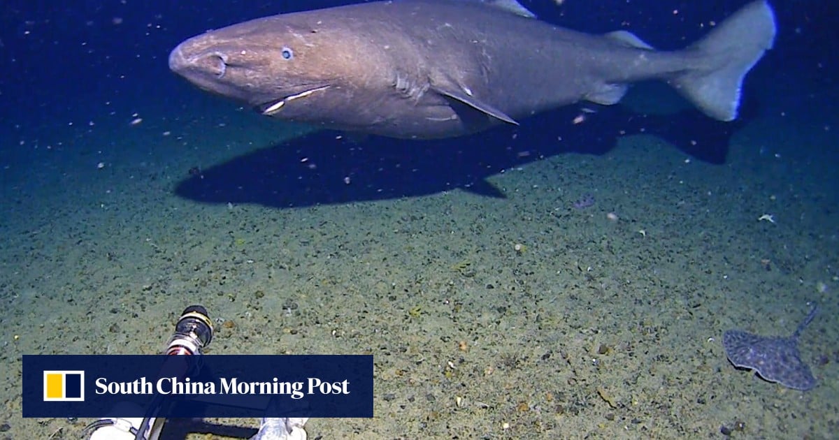 Antarctic Sleeper Shark Footage Challenges Beliefs