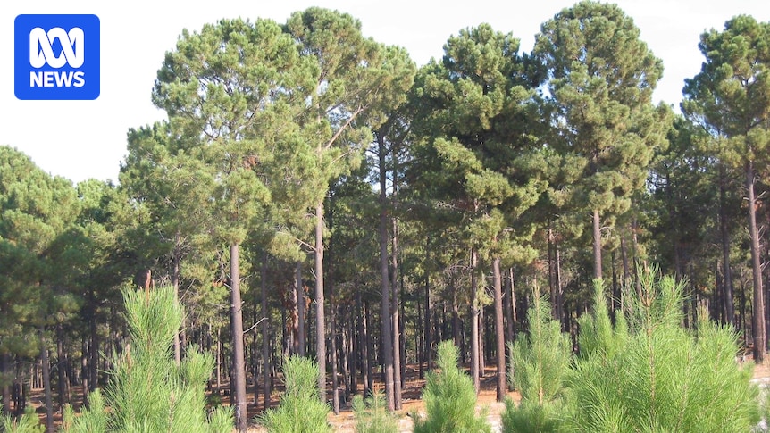 Regional Shires Financial Impact from Forestry Rate Change