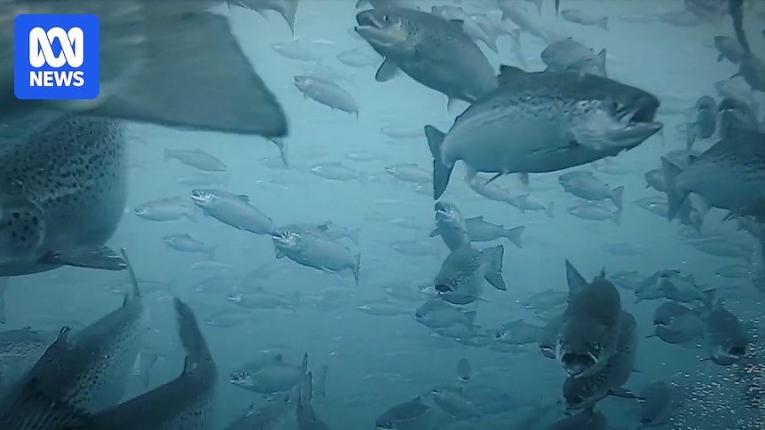 Licence for antibiotic use in Tasmanian salmon may be suspended