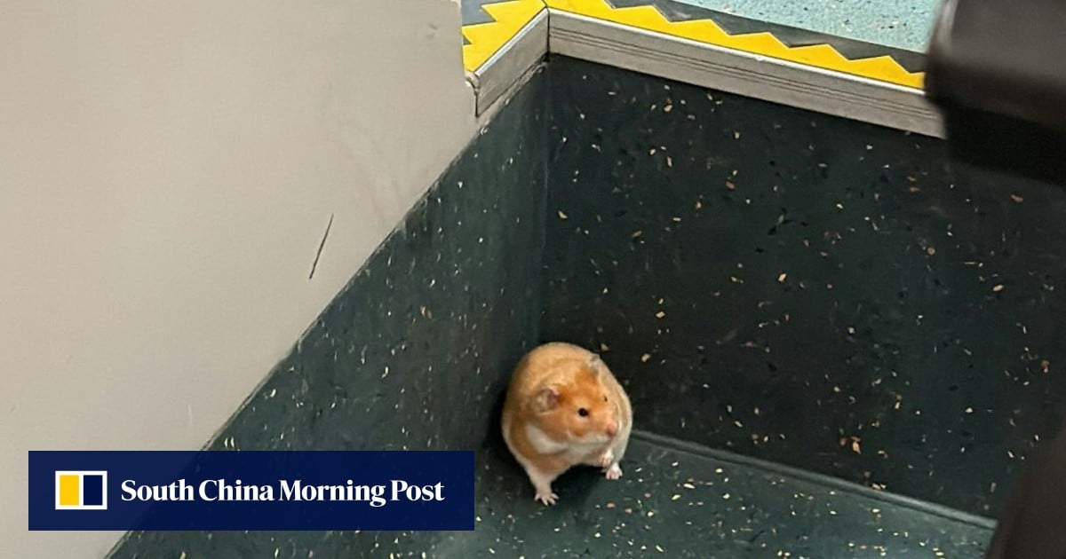 Hamster hitching ride on KMB bus to Sha Tin