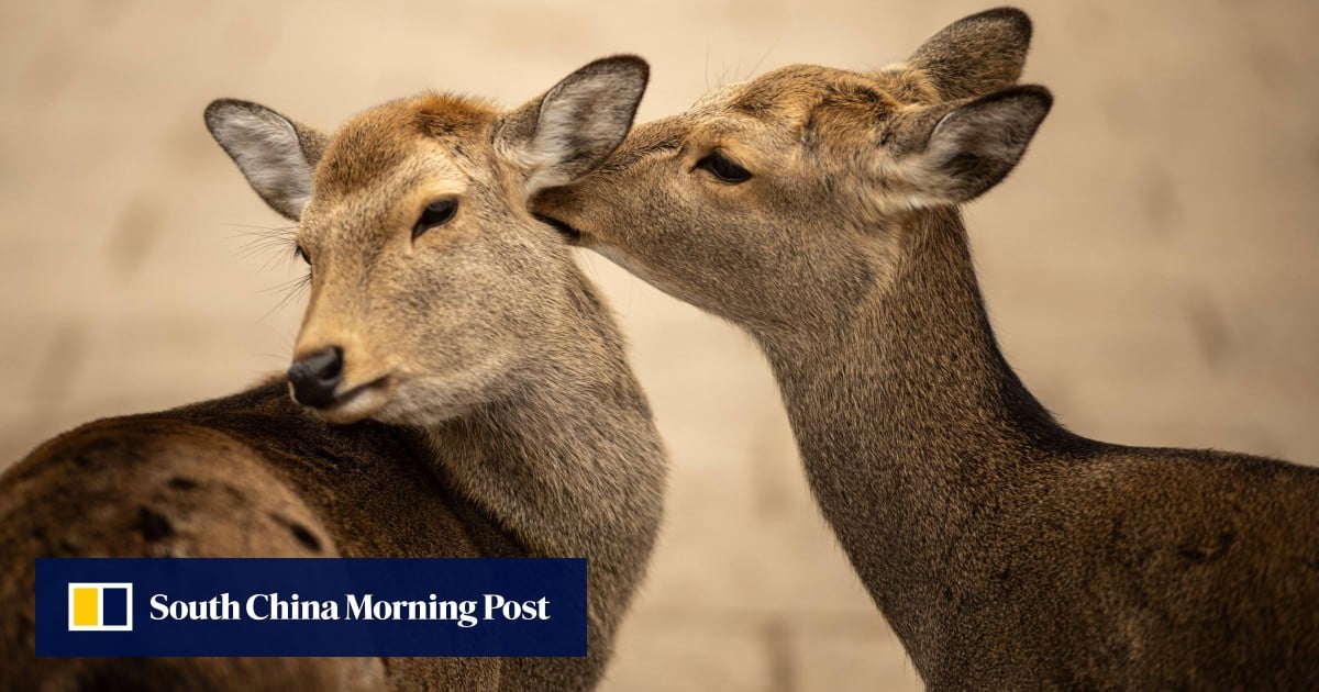 Nara deer wander up to Osaka